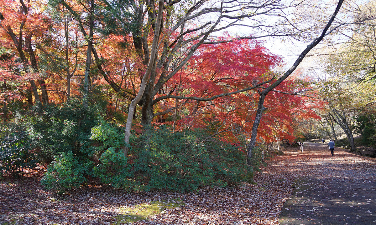 茨城県日立市の小木津山自然公園の林道紅葉景観