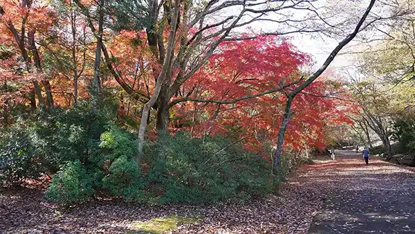 茨城県日立市の小木津山自然公園の林道紅葉景観