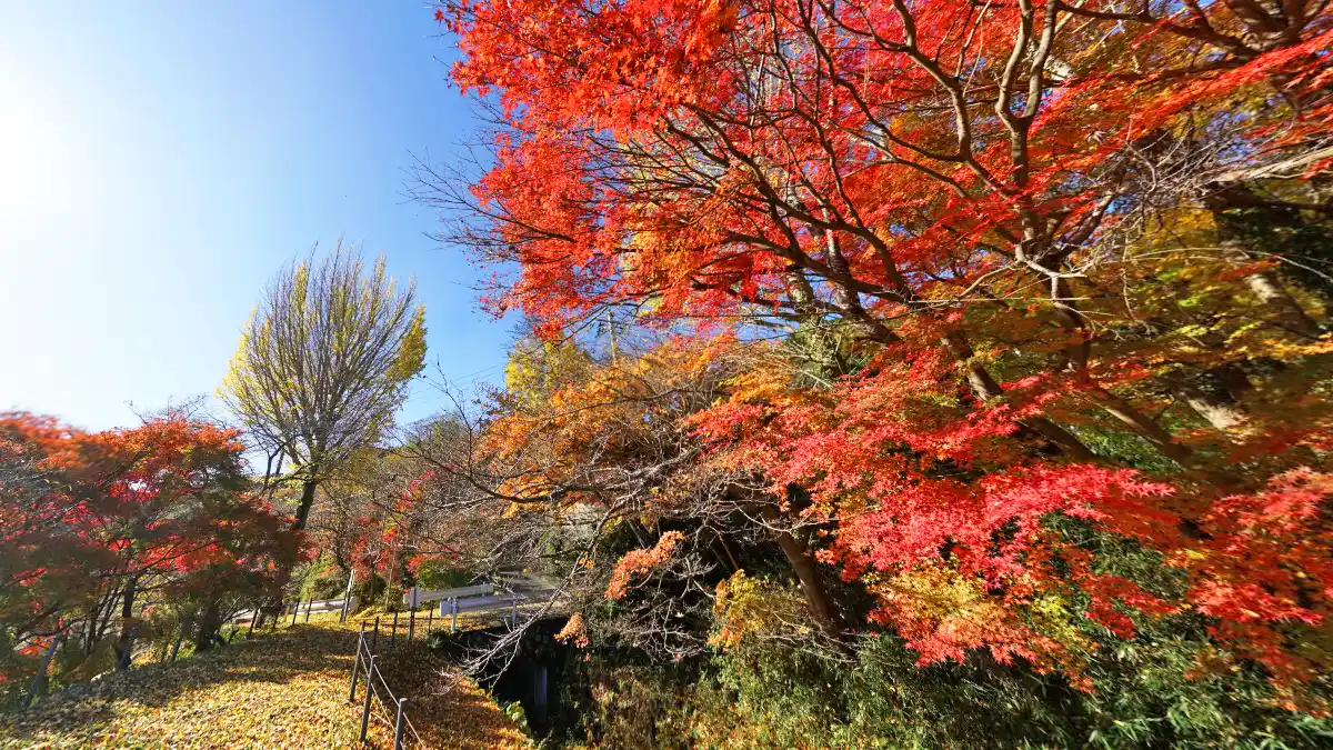 茨城県常陸太田市の旧町屋変電所北側広場の紅葉の様子