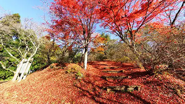 茨城県常陸太田市の十国峠公園中央入り口付近の紅葉VRツアー