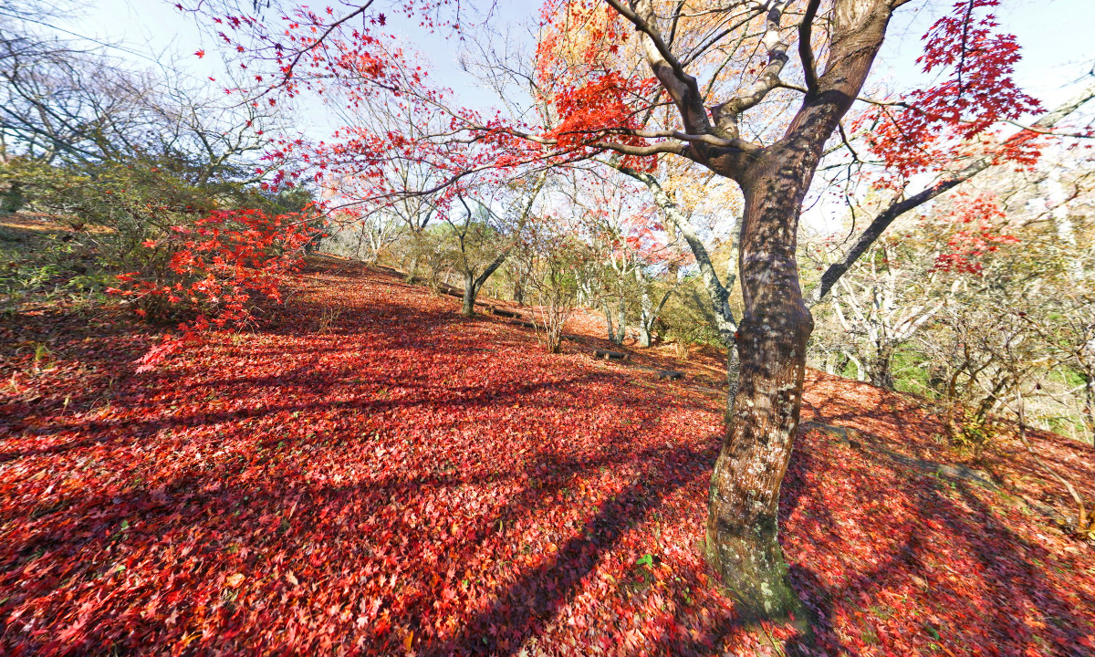 茨城県常陸太田市十国峠公園斜面の紅葉の様子