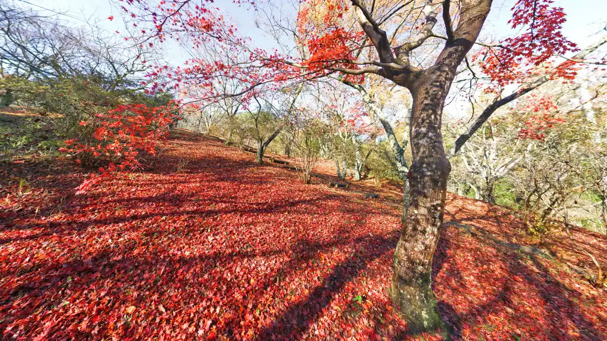 茨城県常陸太田市十国峠公園斜面の紅葉の様子