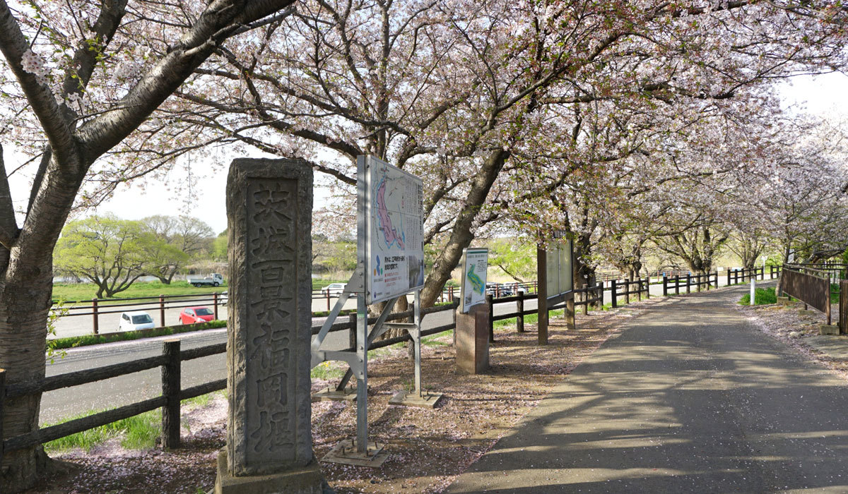 つくばみらい市の桜・花見観光名所の茨城百景福岡堰碑