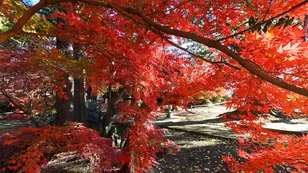 茨城県茨城町の紅葉名所福性寺