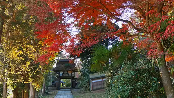 茨城県笠間市の稲田禅房西念寺の紅葉・黄葉