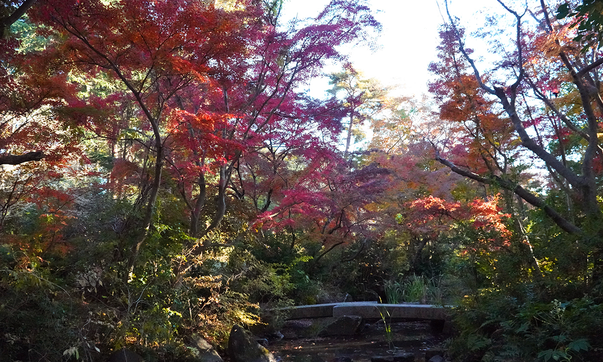 笠松運動公園の日本庭園の池中央付近の紅葉