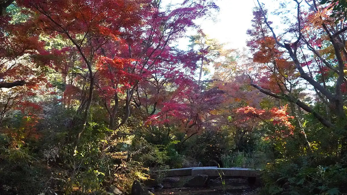 笠松運動公園の日本庭園の池中央付近の紅葉