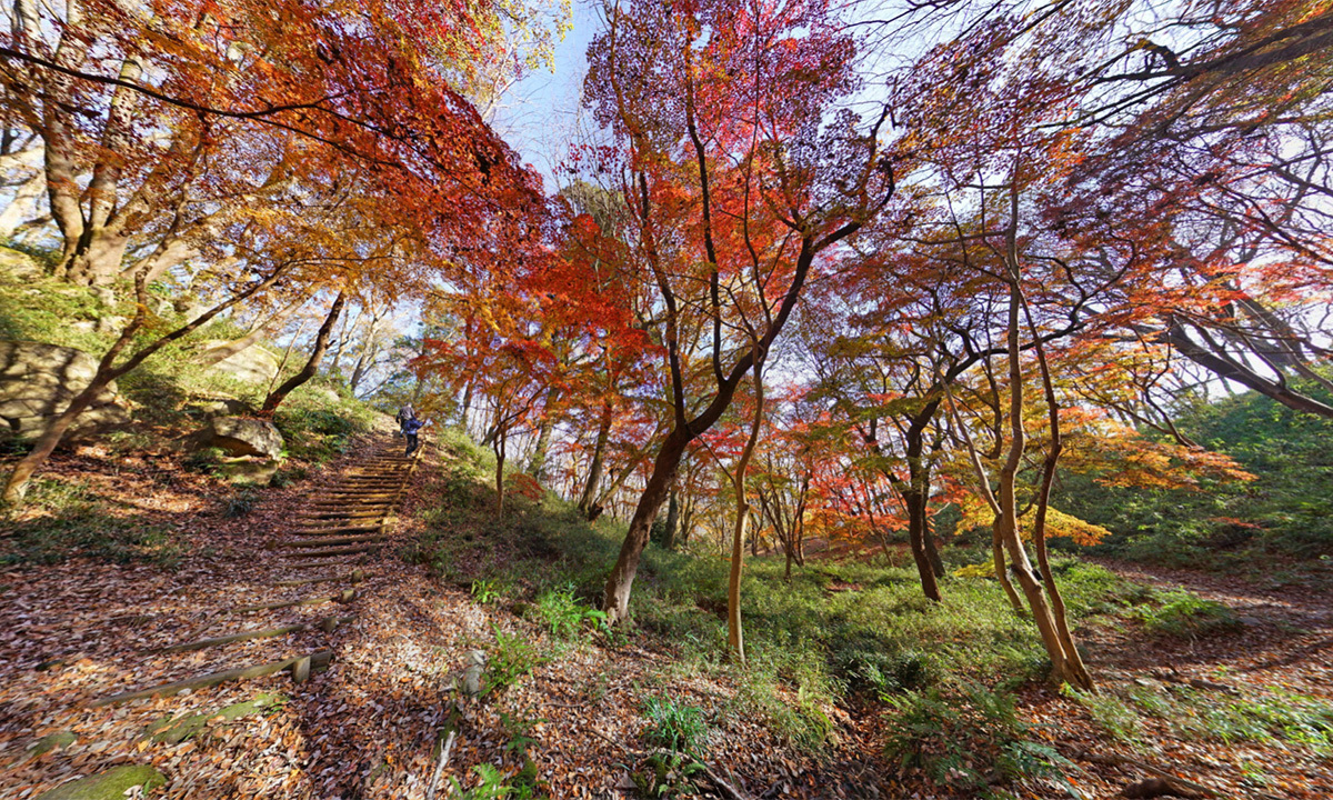 茨城県かすみがうら市の三ツ石森林公園もみじ谷の紅葉景観