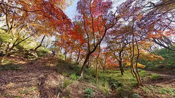 茨城県かすみがうら市の三ツ石森林公園もみじ谷の紅葉景観