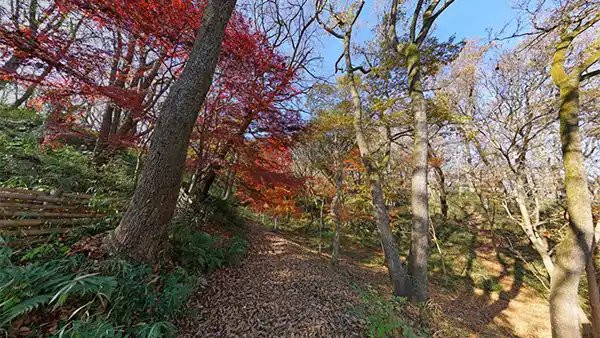 茨城県かすみがうら市の三ツ石森林公園もみじ谷の紅葉VRツアー