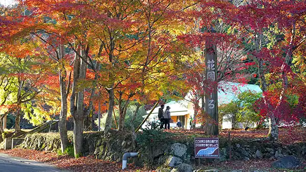 茨城県北茨城市の花園もーるの紅葉