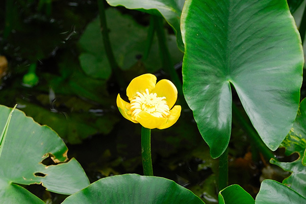 茨城県のコウホネの花