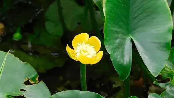 茨城県のコウホネの花