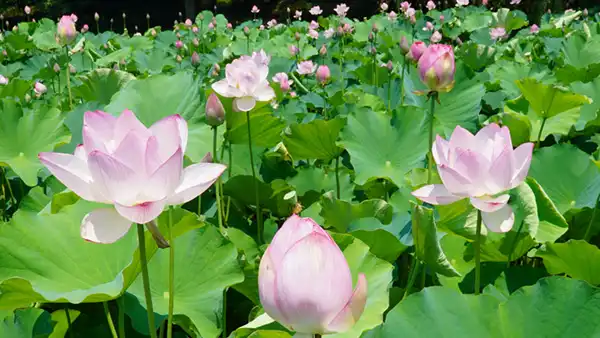 Photos of Lotus Flower Blooming in Ibaraki Prefecture