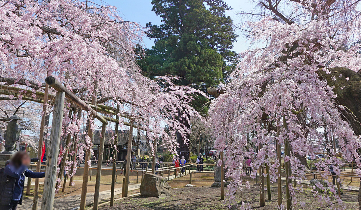 茨城県の桜 花見の名所 桜まつりおすすめスポット 茨城vrツアー