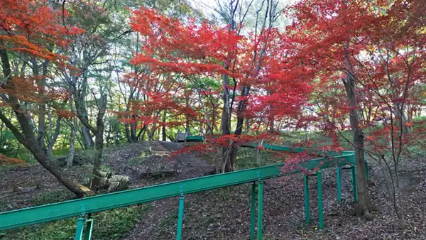 茨城県水戸市の水戸市森林公園の紅葉VRツアー