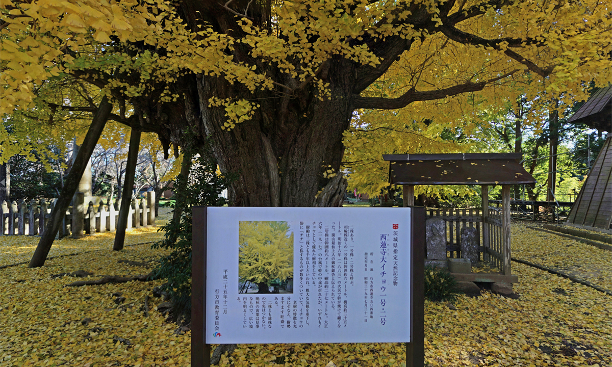 行方市の西蓮寺の大イチョウ一号株・二号株