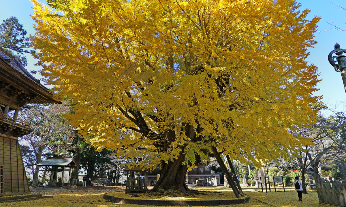 西蓮寺銀杏1号の黄葉VRツアー