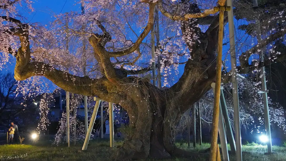 茨城県竜ケ崎市の般若時のしだれ桜