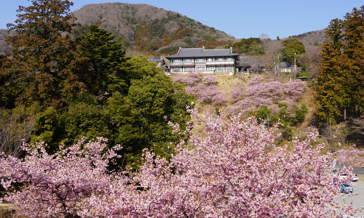 茨城県桜川市の雨引観音の河津桜の開花の様子