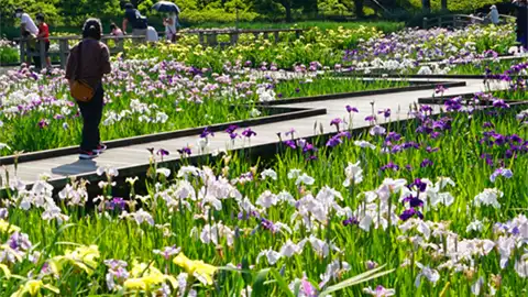 Ibaraki Prefecture's Iris, Japanese Iris, Kakitsubata Sightseeing Spots