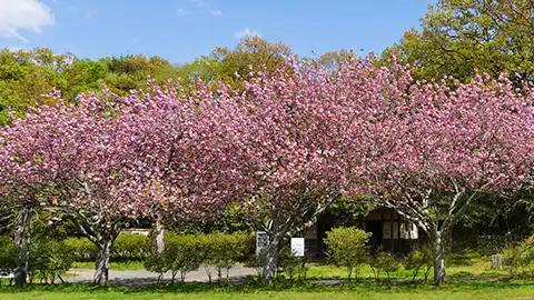 茨城県の八重桜観光名所