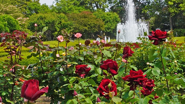 茨城県の県花バラの画像と茨城県の薔薇の花・バラ園の名所案内ページへのリンク