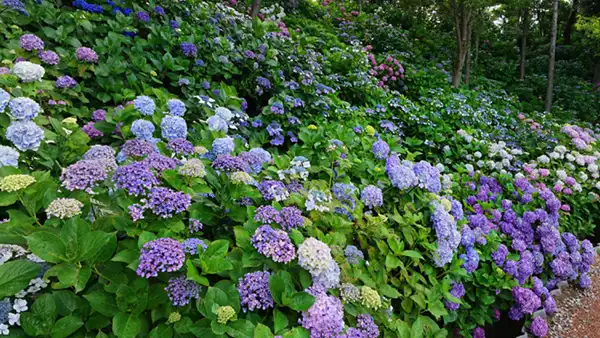 Scenic Photos of Ibaraki Prefecture's Hydrangeas