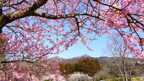 茨城県の河津桜の開花景観