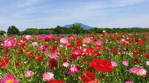 茨城県のポピーの観光名所
