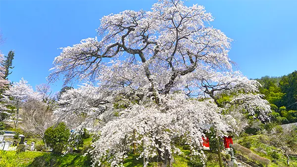 茨城県のしだれ桜の開花景観