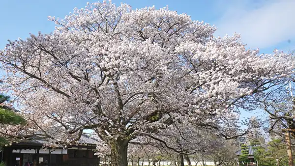 茨城県の山桜の開花景観