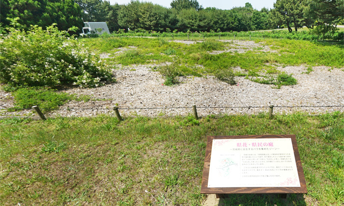 茨城県の国営ひたち海浜公園の県花・県民の庭の原種バラ