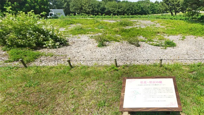 茨城県の国営ひたち海浜公園の県花・県民の庭の原種バラ