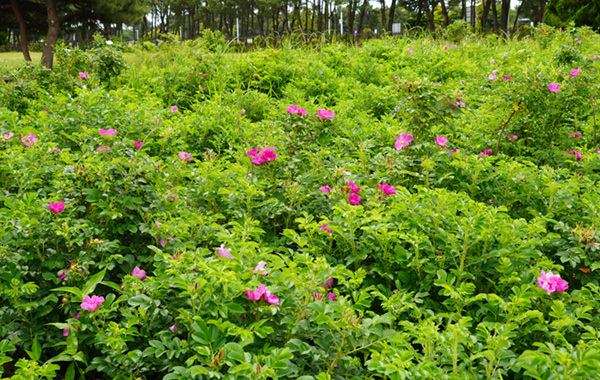 茨城県のハマナス群生の様子