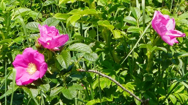 茨城県のハマナス観光名所