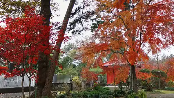 茨城県境町の大照院の境内の紅葉