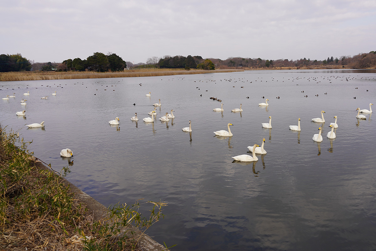 2023年2月8日の桜川市大池の白鳥の状況