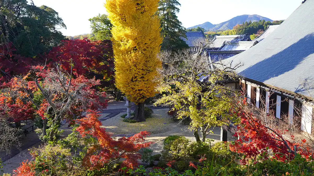 茨城県桜川市の月山寺の本堂前の紅葉・黄葉の様子