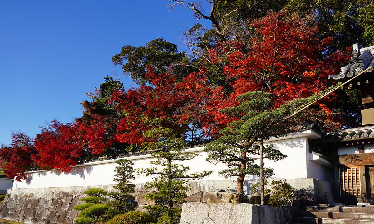 茨城県桜川市の月山寺の山門の紅葉・黄葉景観