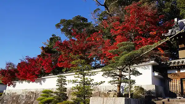 茨城県桜川市の月山寺の山門の紅葉・黄葉景観