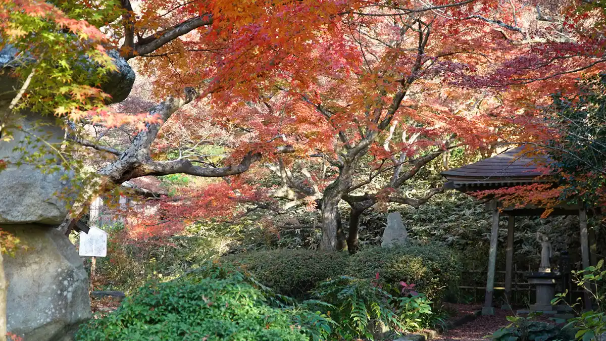 茨城県桜川市の薬王寺境内の紅葉景観