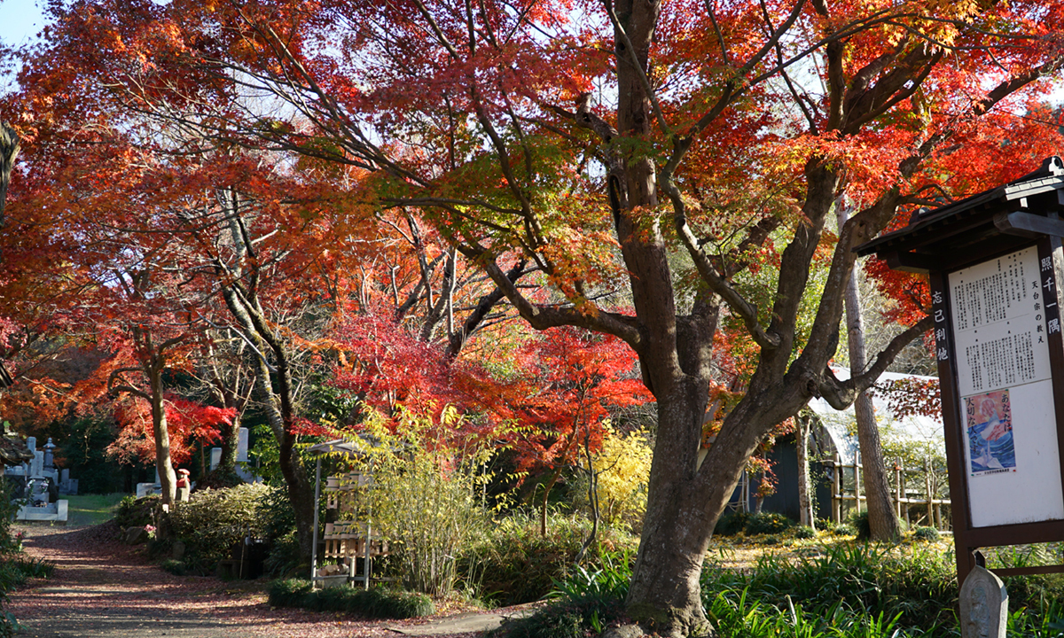 茨城県桜川市の薬王寺参道の紅葉の様子