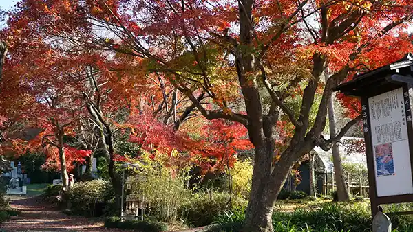 茨城県桜川市の薬王寺参道の紅葉の様子