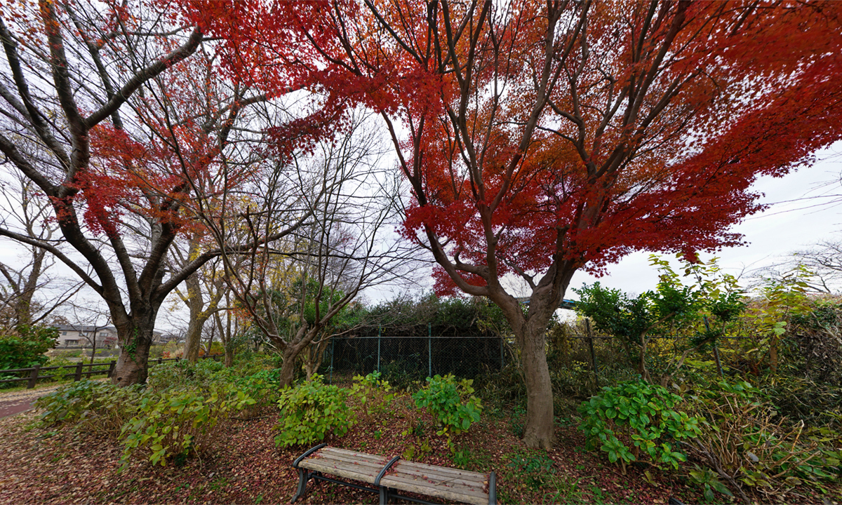 茨城県下妻市の砂沼大橋の西側遊歩道の紅葉の様子