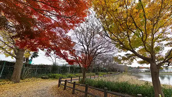 茨城県下妻市の砂沼の紅葉VRツアー