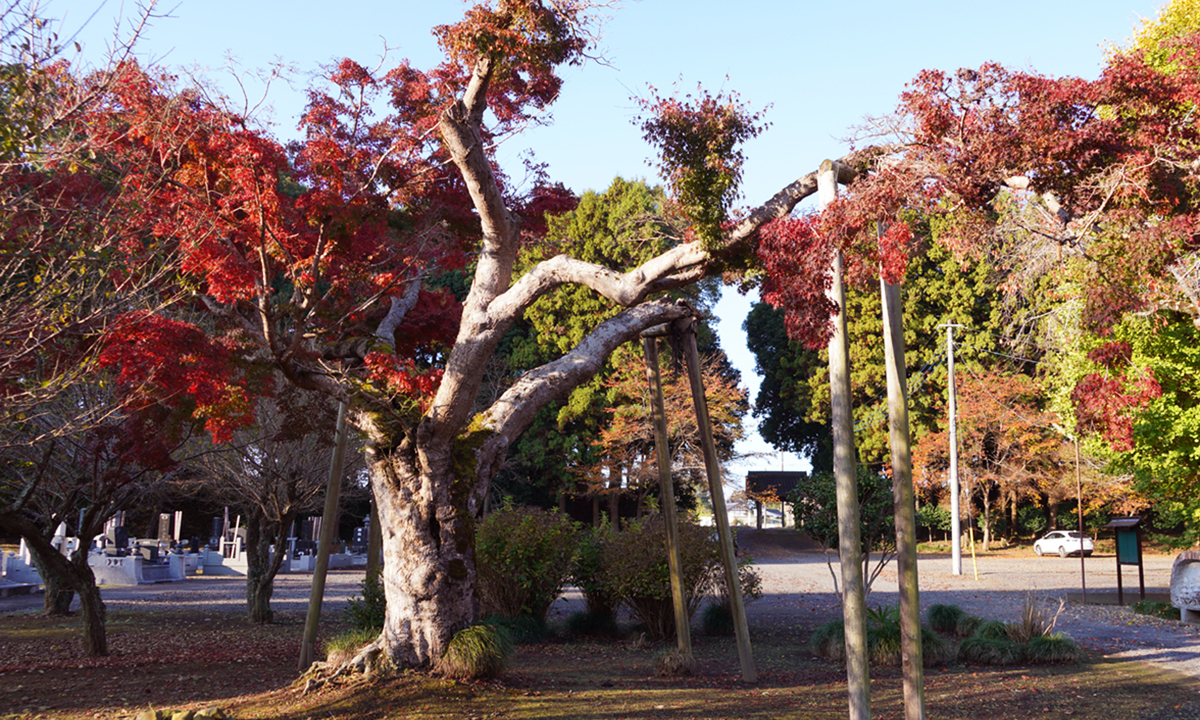 茨城県城里町の宝幢院のもみじの古木の紅葉