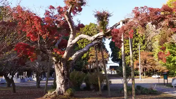 茨城県城里町の宝幢院のもみじの古木の紅葉