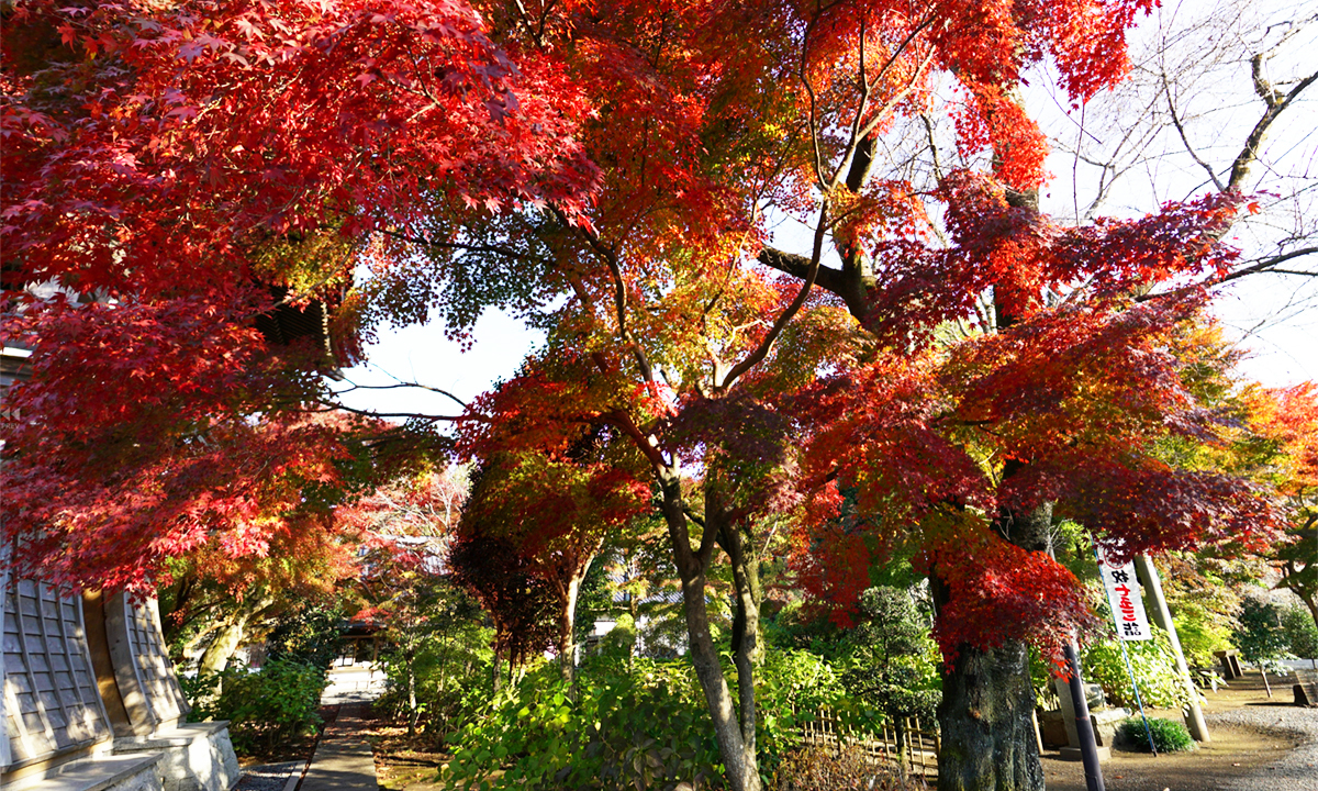 大山寺鐘付き堂横小径の紅葉