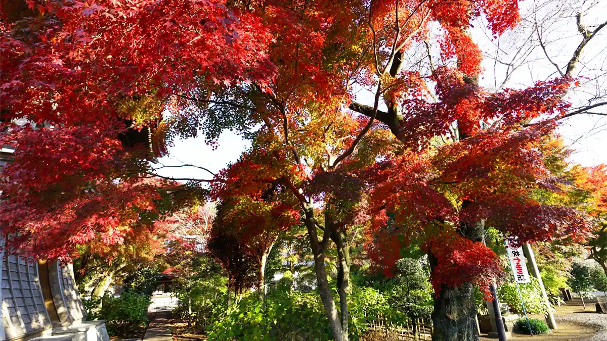 大山寺鐘付き堂横小径の紅葉